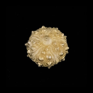 Sea Urchin Nesting Box