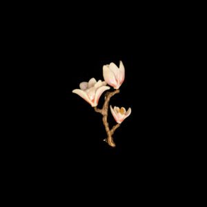 Pink Magnolia